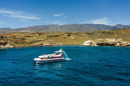 Two-hour Royal Delfín Whale & Dolphin Watching Cruise