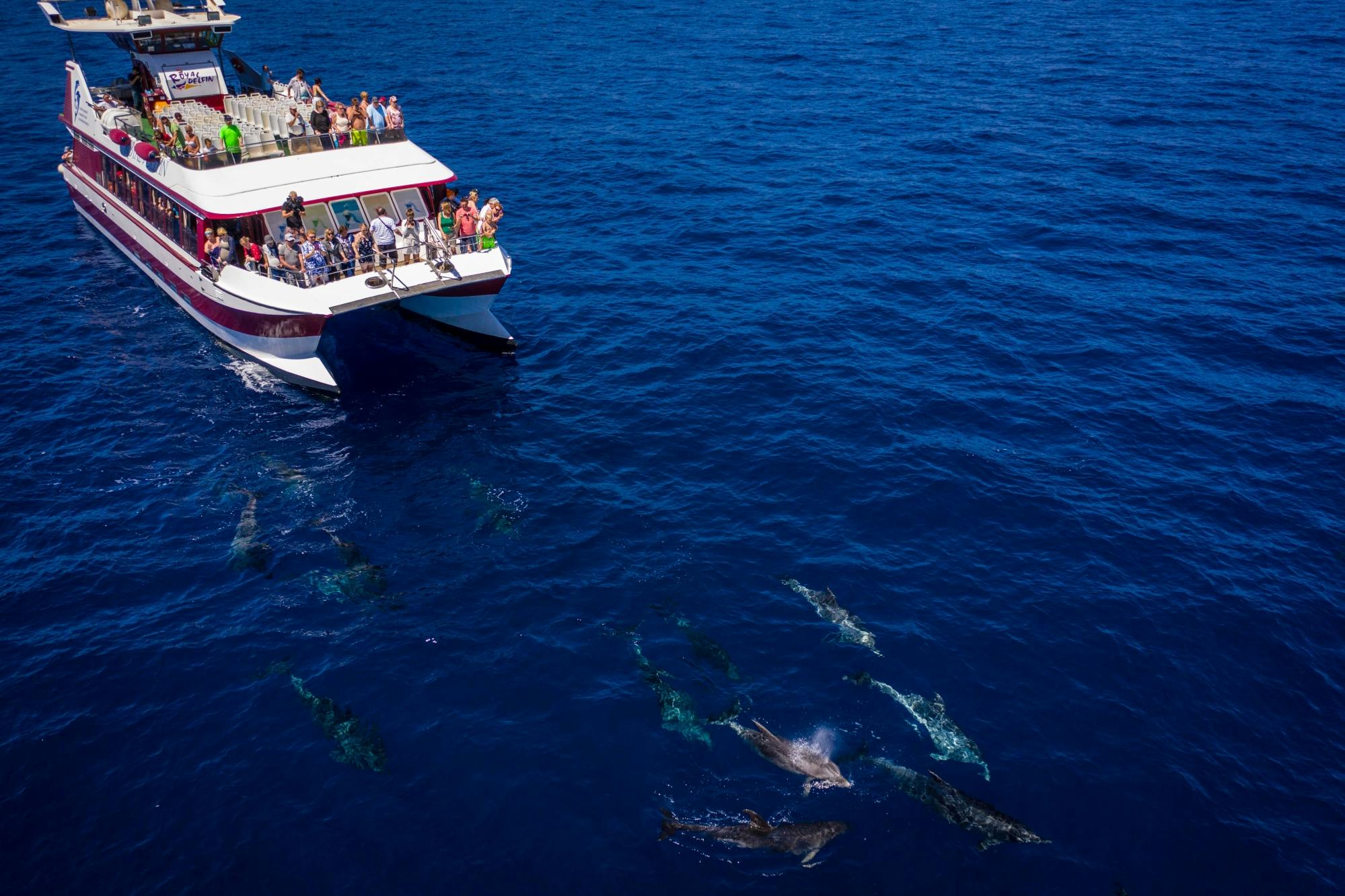Two-hour Royal Delfín Whale & Dolphin Watching Cruise