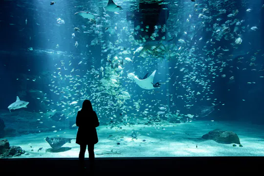 Skip-the-line ticket to Nausicaá aquarium