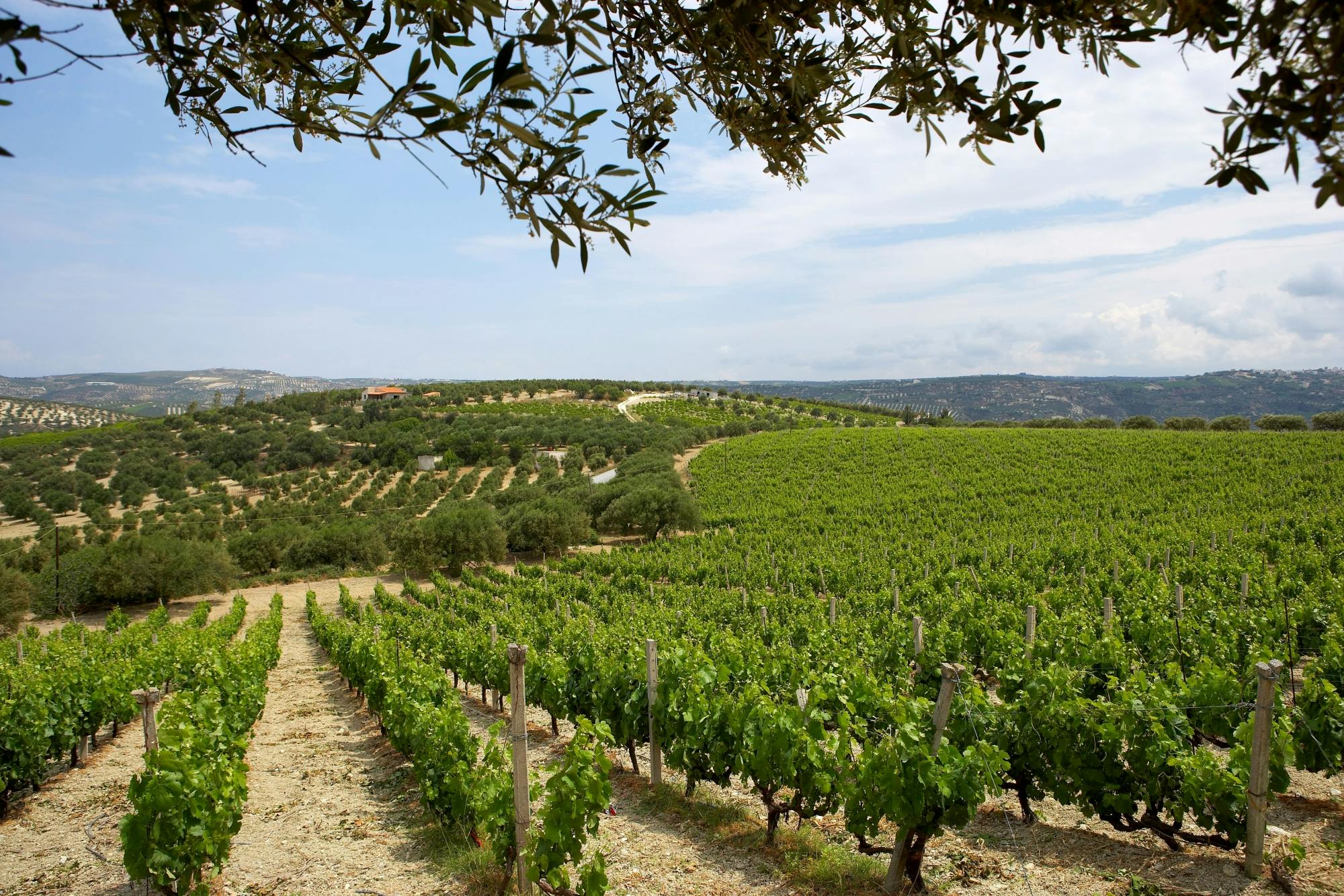 Boutari Premium Wine Mini Tour & Tasting