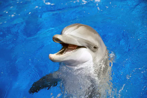 Marineland Catalunya Ticket