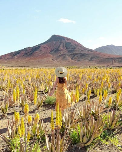 Organic Farm Experience with Tapas in Fuerteventura