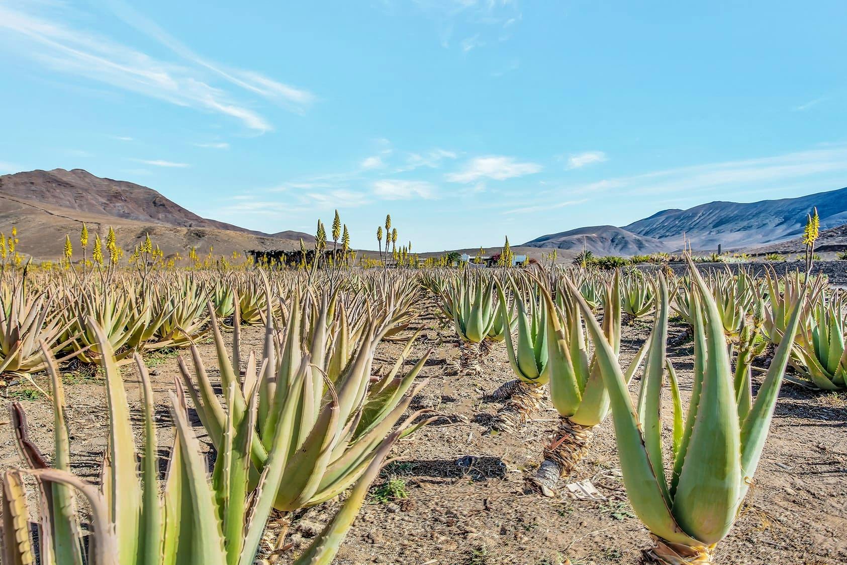 Ekologisk jordbruksupplevelse med tapas på Fuerteventura