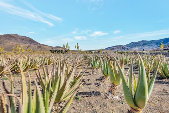 Ekologisk jordbruksupplevelse med tapas på Fuerteventura