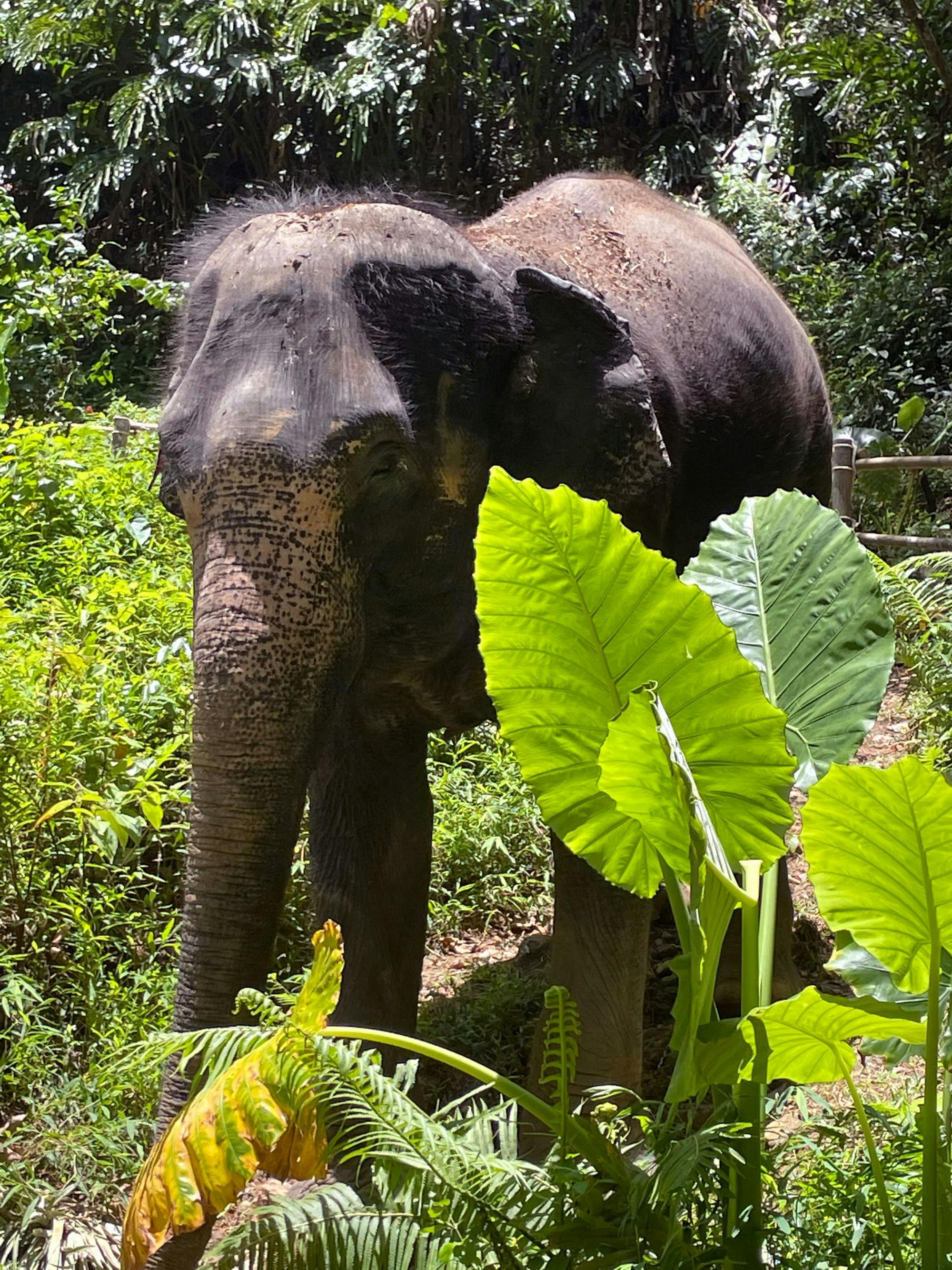 Half Day Elephant Sanctuary From Khao Lak