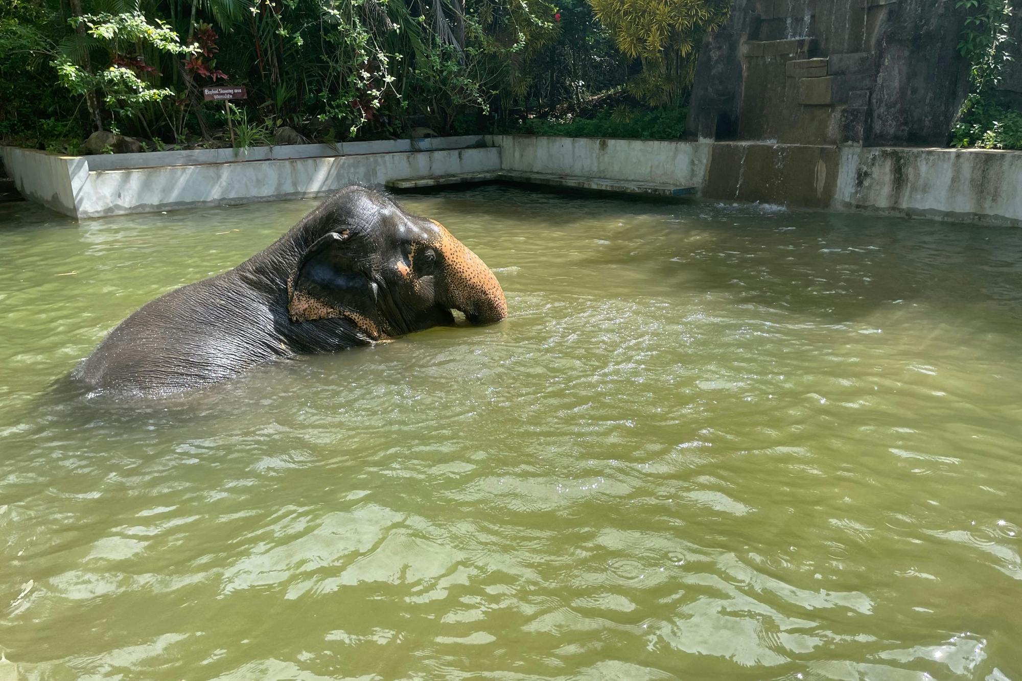 Half Day Elephant Sanctuary From Khao Lak