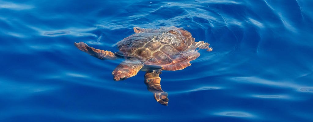 Croisière familiale en bateau sur l'île aux tortues à Zante
