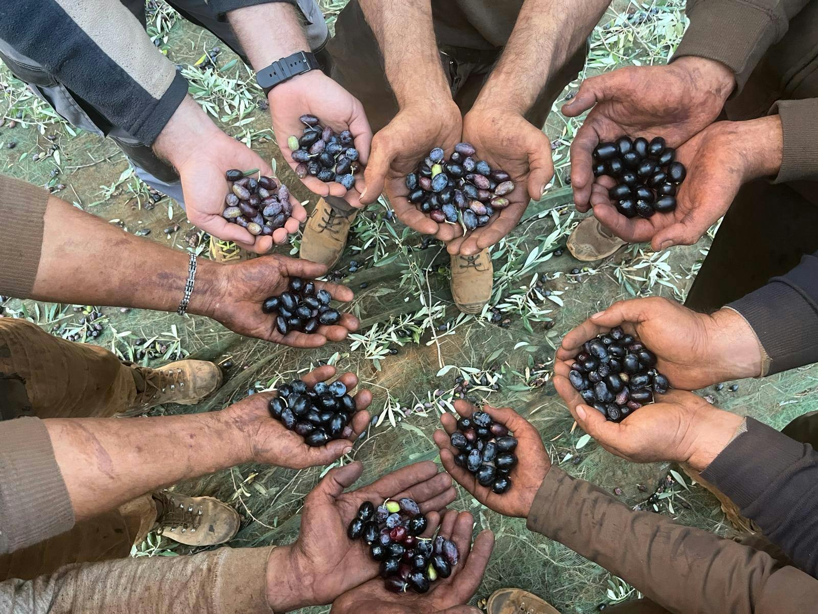 Fattoria dell'olio d'oliva, pranzo calabrese e tour di Nicotera