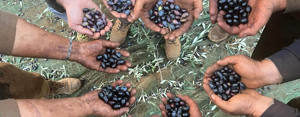 Full-day olive oil farm and Nicotera tour with Calabrian lunch