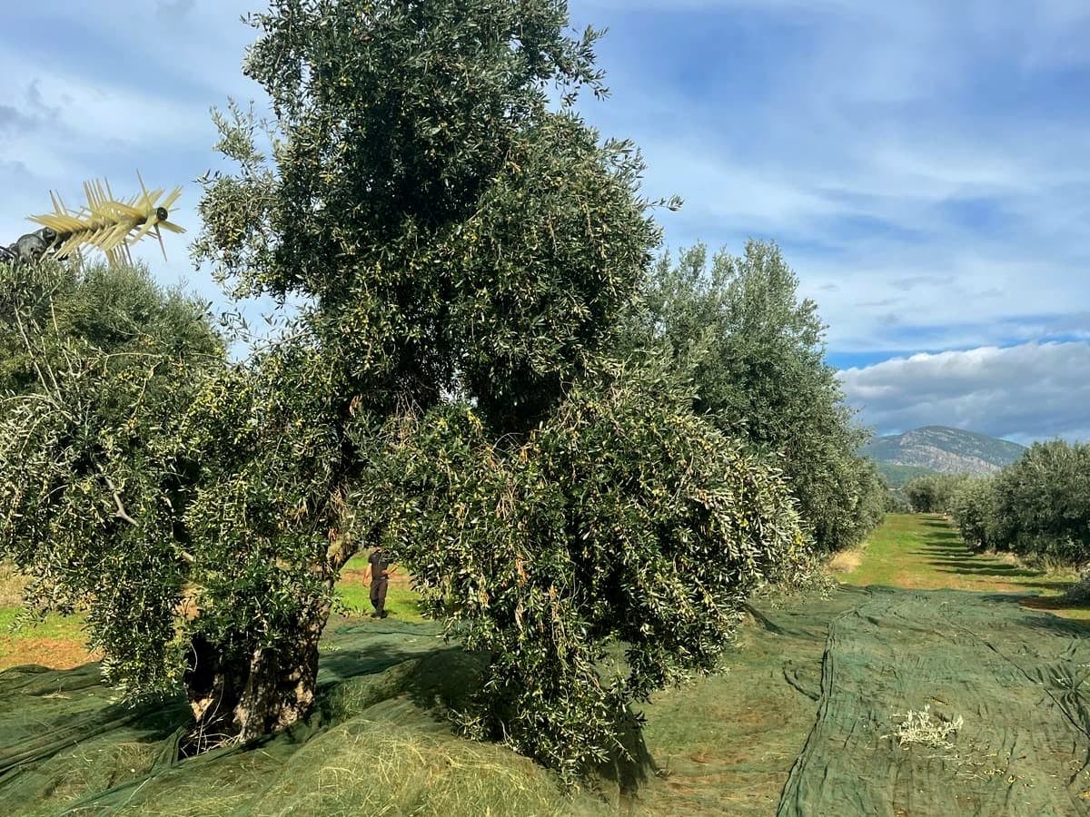 Olive Oil Farm, Calabrian Lunch & Nicotera Tour