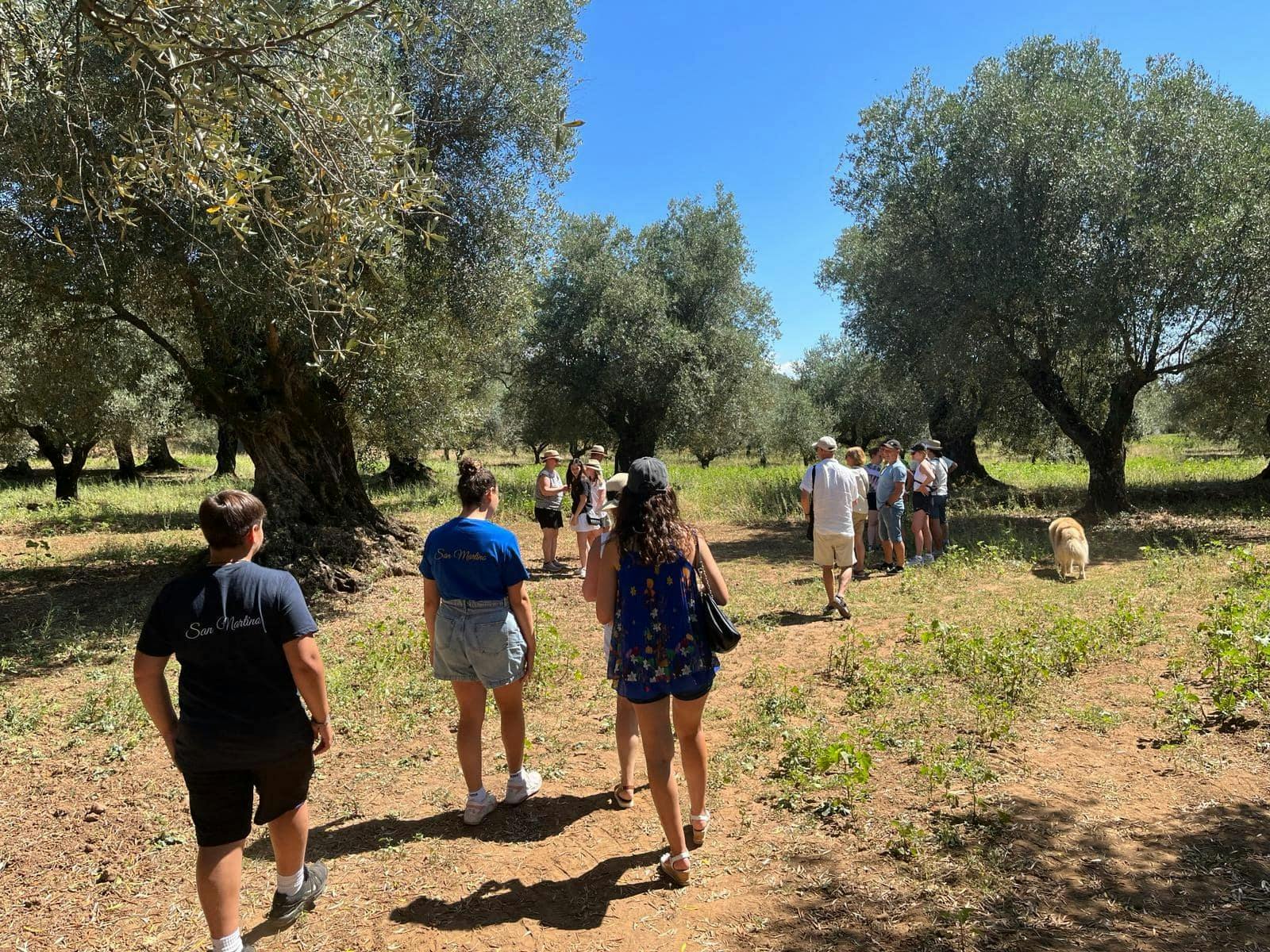 Olive Oil Farm, Calabrian Lunch & Nicotera Tour