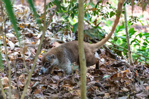 Private Tulum Tour with Nopalitos Lagoon and Lunch