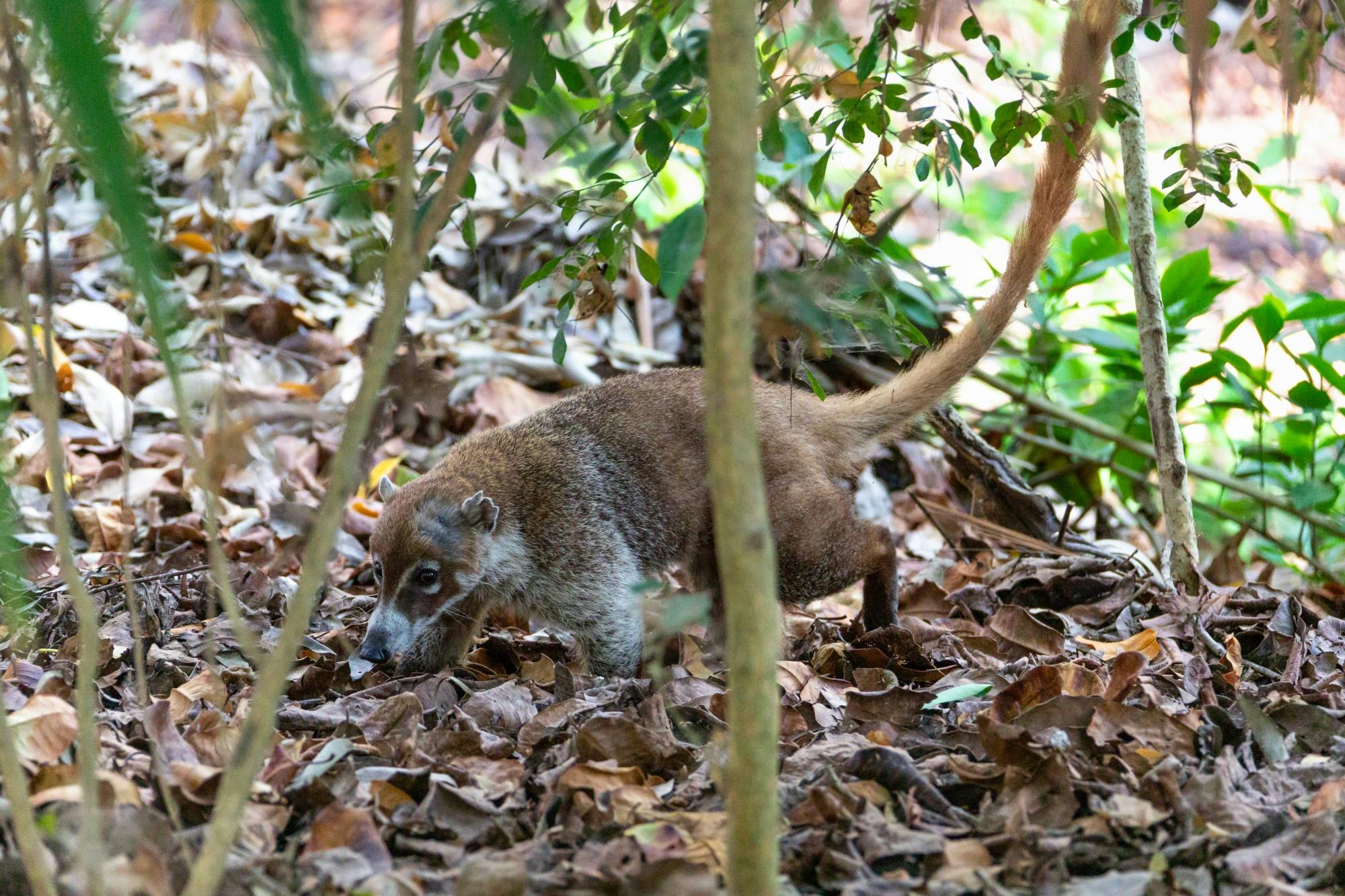 Private Tulum Tour with Nopalitos Lagoon and Lunch