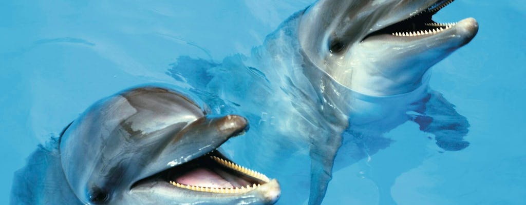 Nado exclusivo con delfines plateados en Puerto Vallarta