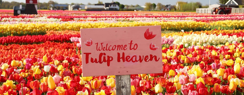 Wycieczka z przewodnikiem po ogrodach Keukenhof i Tulip Experience