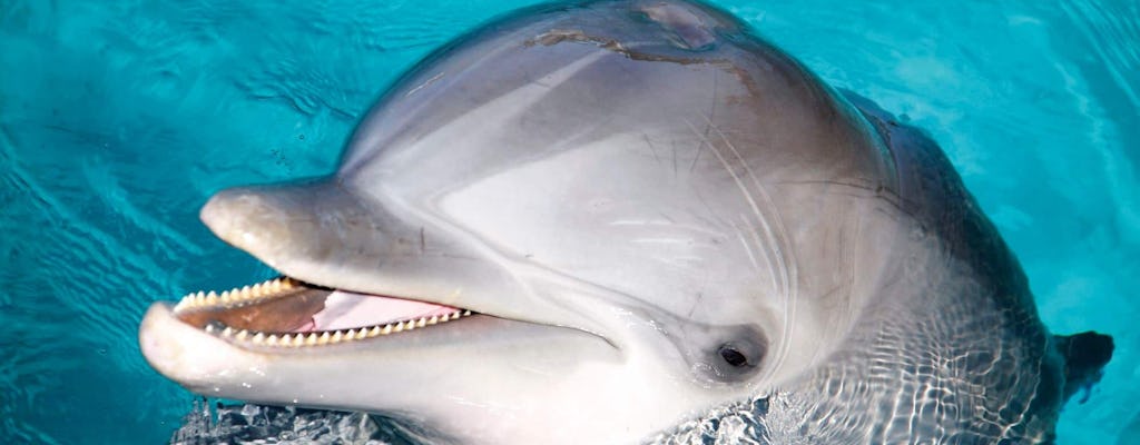 Brązowa przygoda z delfinami