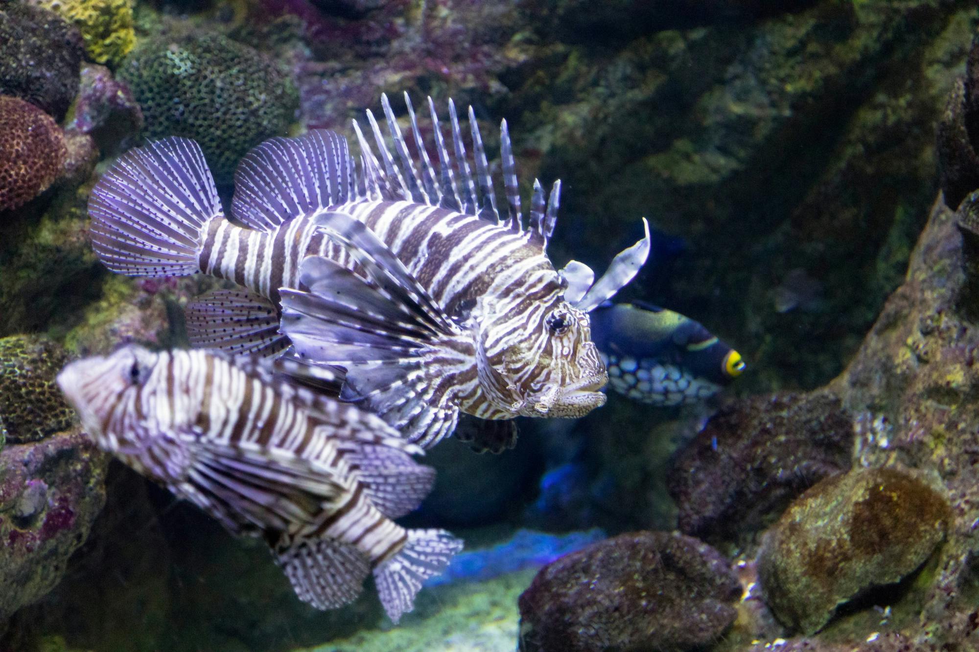 Barcelona Aquarium Tour