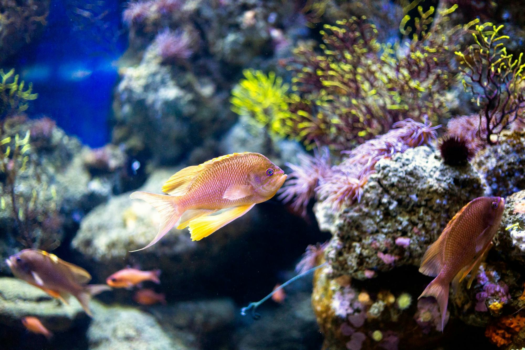 Barcelona Aquarium Tour