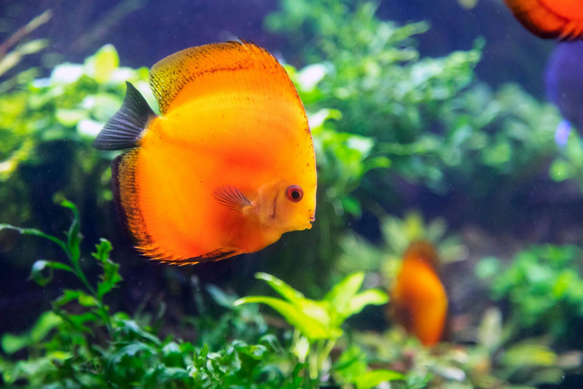 Tour dell'acquario di Barcellona