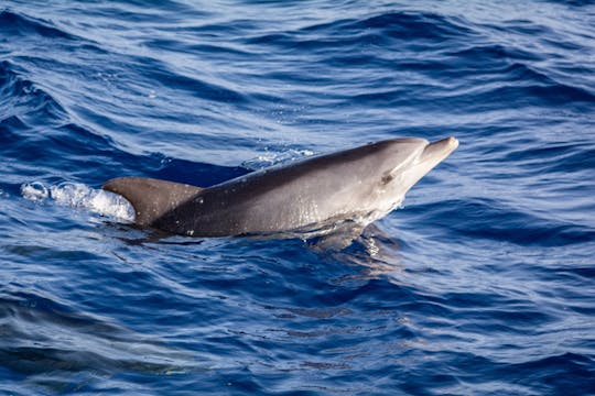 Avistamiento de delfines desde Golfo Aranci