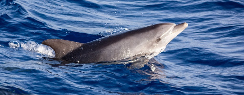 Delfinbeobachtung vom Golfo Aranci aus