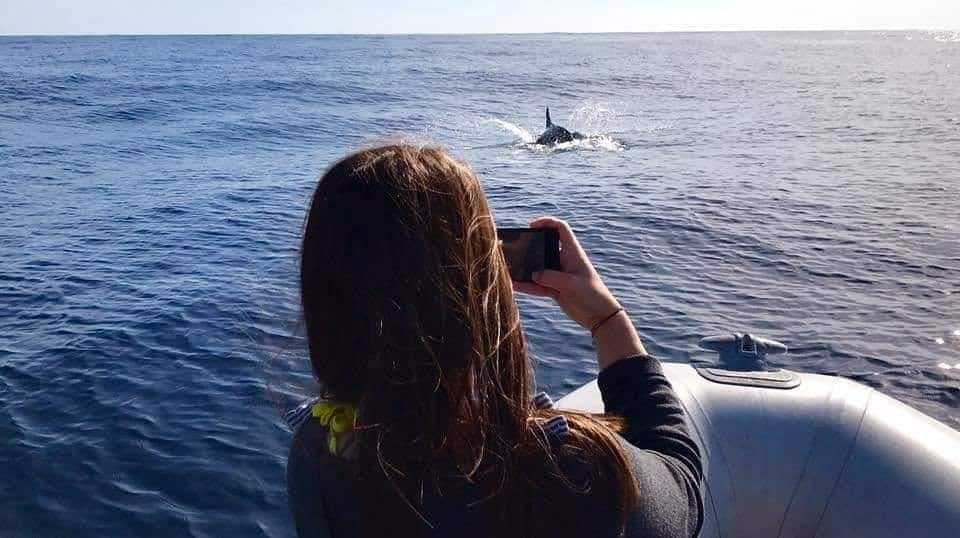 Dolphin Watching from Golfo Aranci