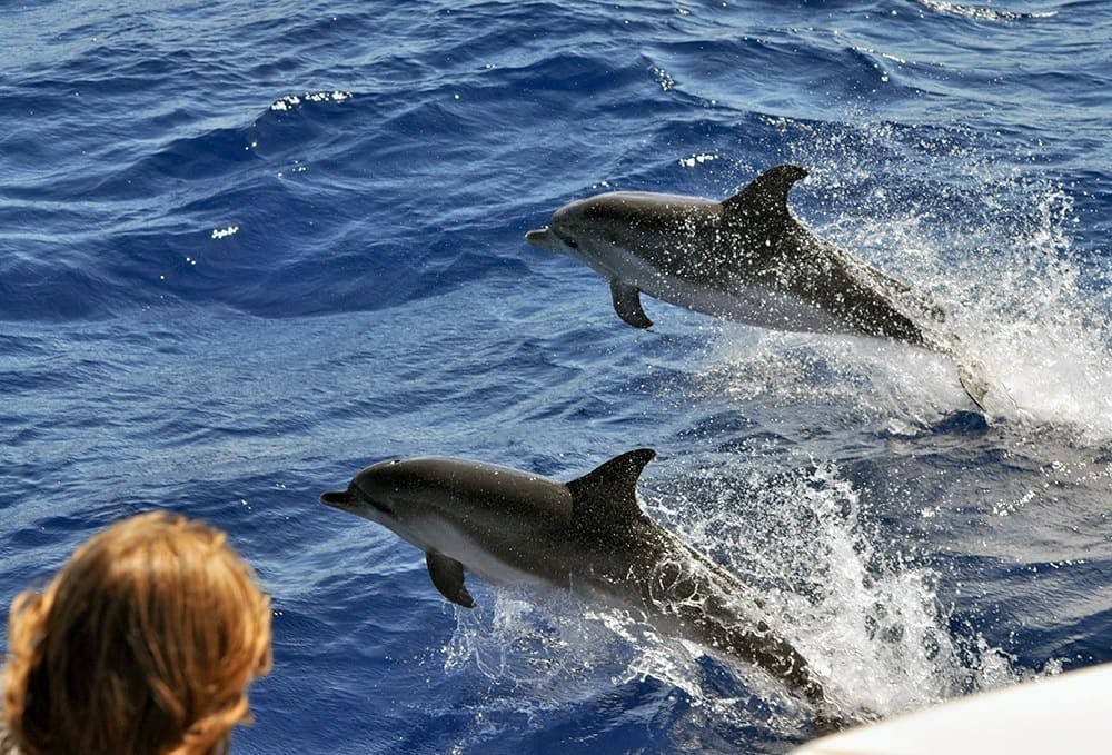 Dolphin Watching from Golfo Aranci