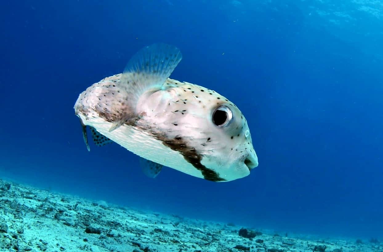 Two Tank Scuba Diving at Marietas Island