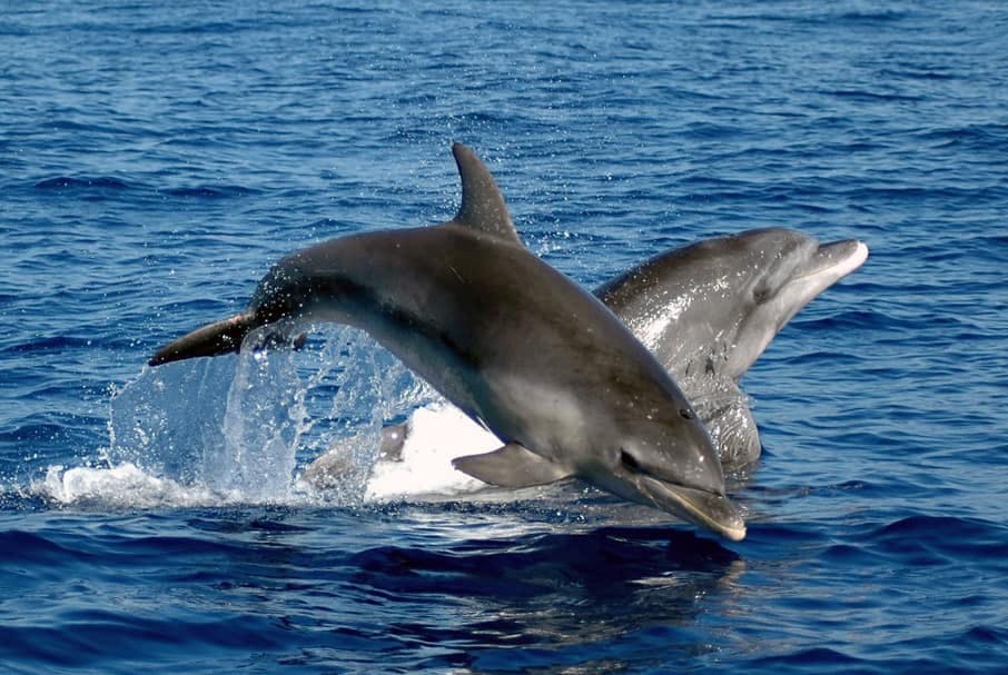 Dolphin Watching from Golfo Aranci