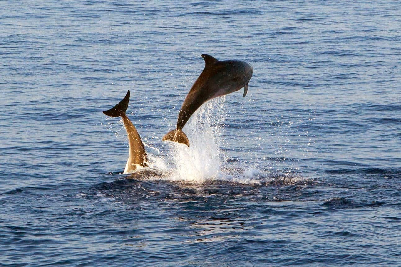 Dolphin Watching from Golfo Aranci