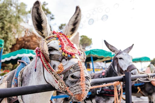 Mijas Tour with Boat Trip