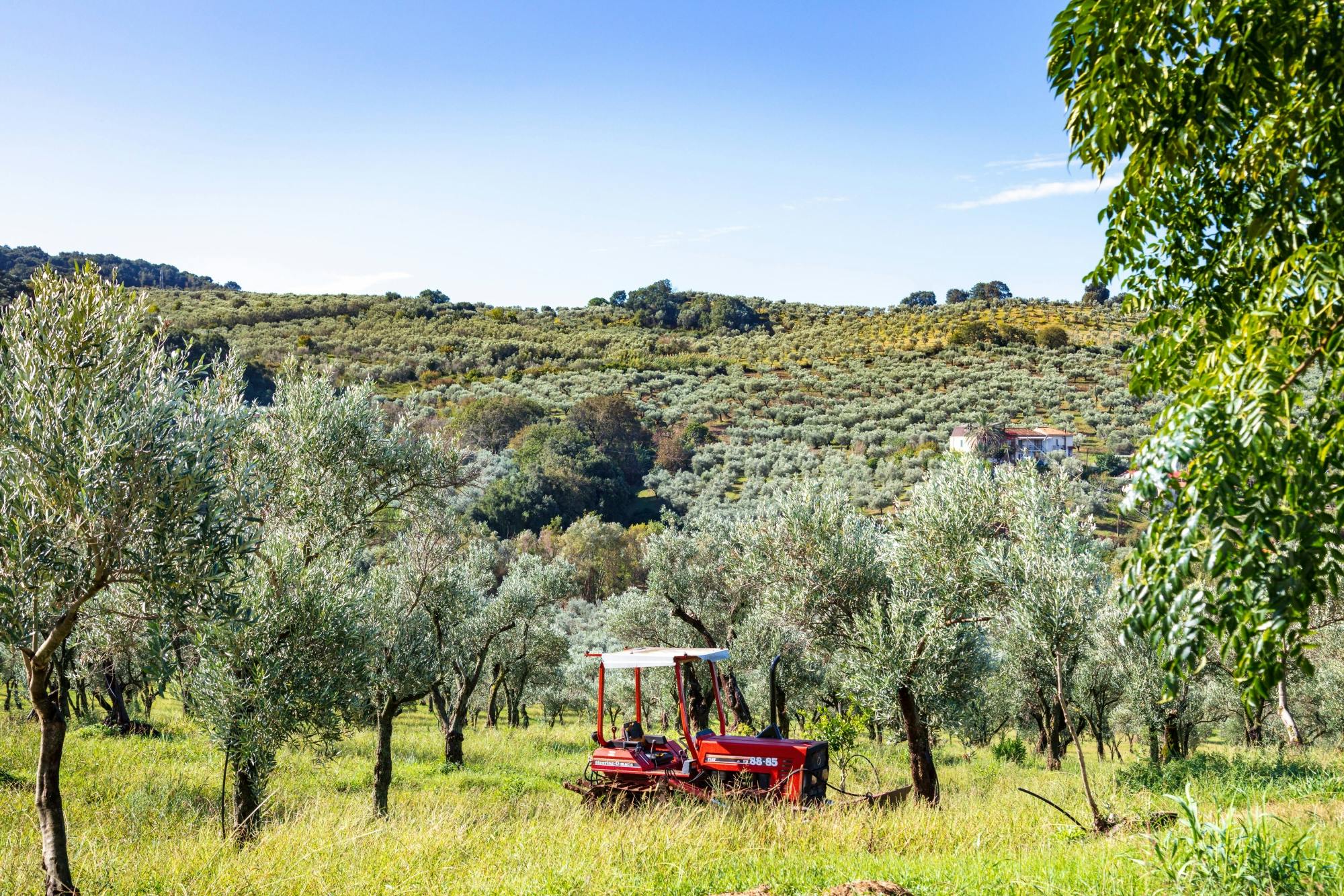 Experiencia de agroturismo de elaboración de queso con almuerzo local