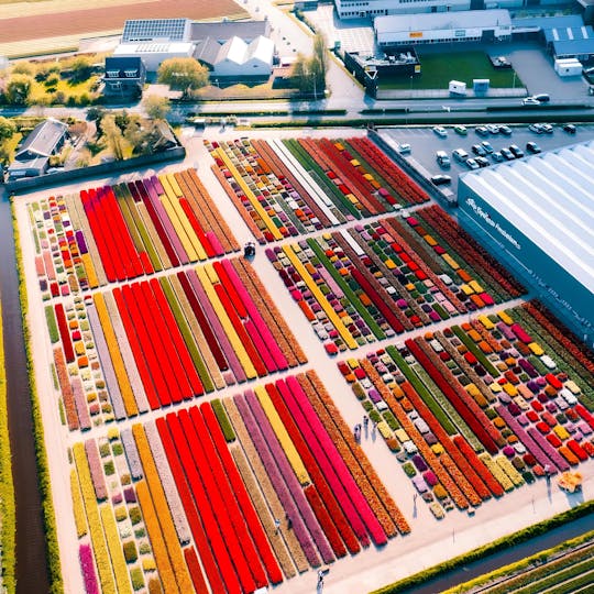 Windmühlen-Kreuzfahrt und Tulpenerlebnis Amsterdam