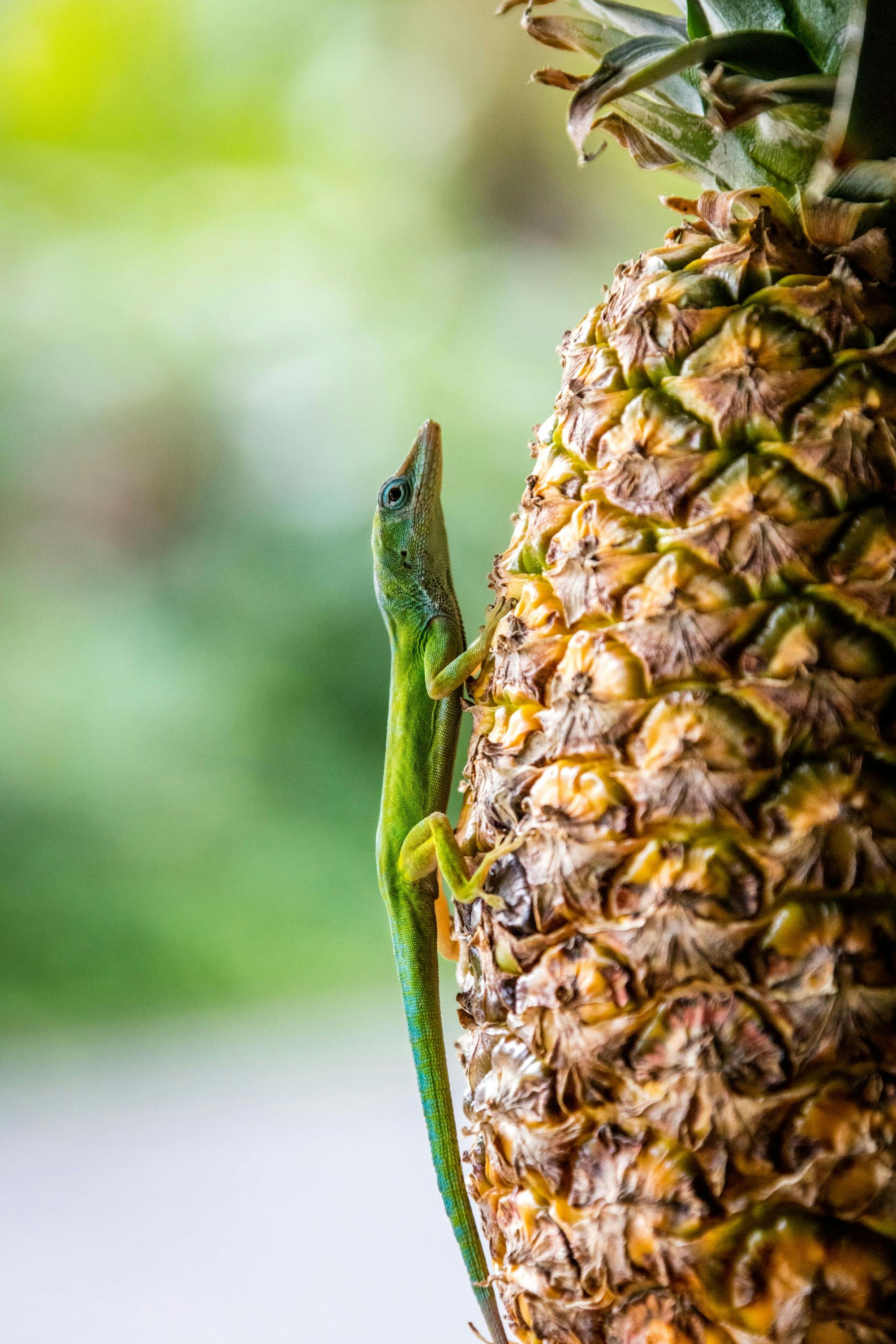 Half-Day Caribbean Culture and Eco-Safari