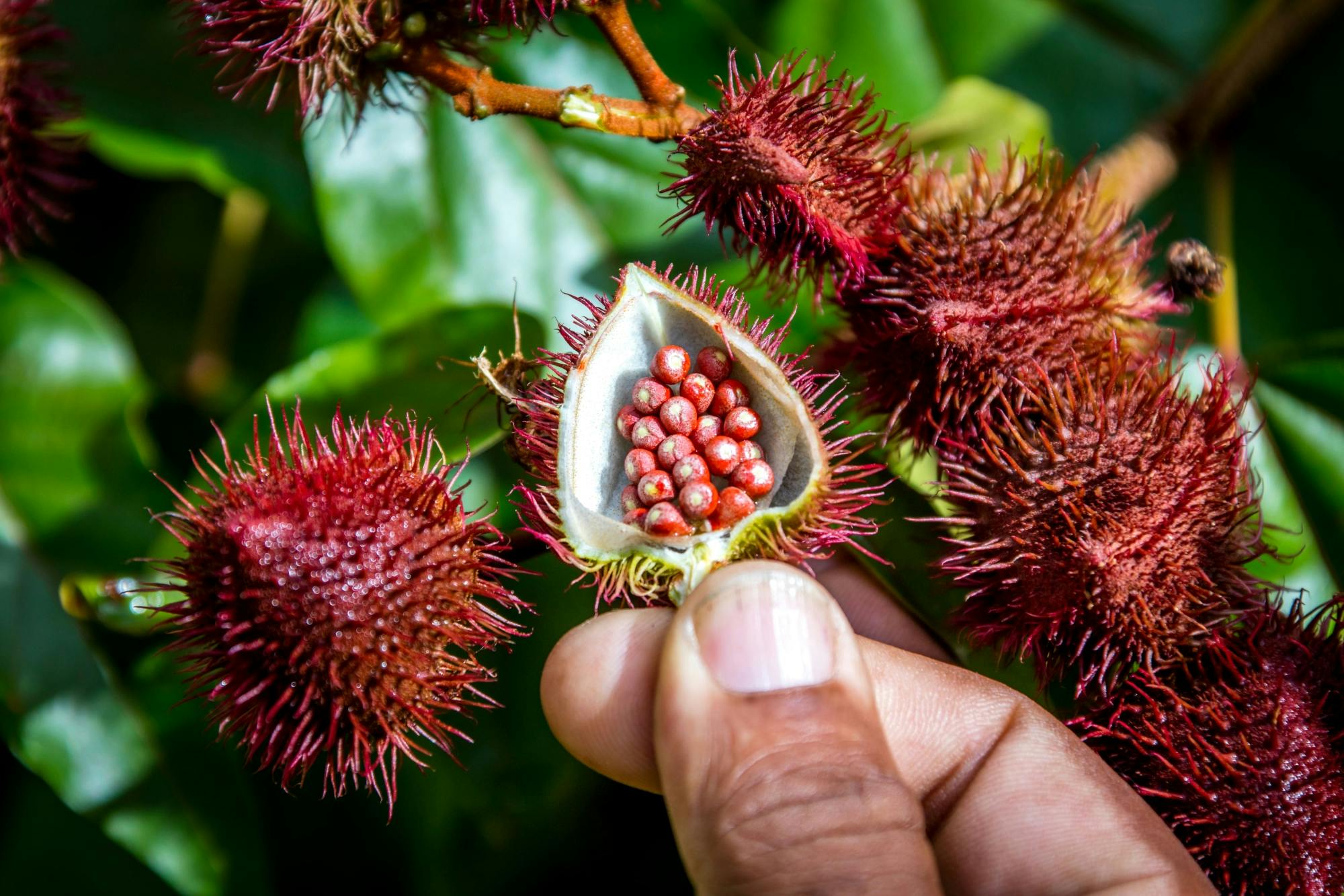 Half-Day Caribbean Culture and Eco-Safari