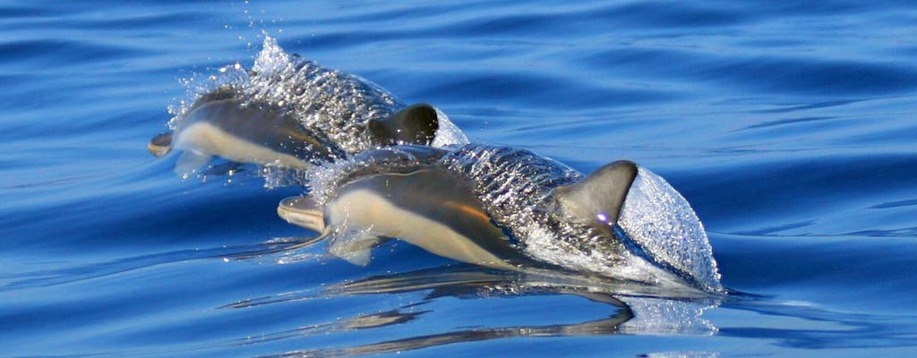 São Miguel Dolphin & Snorkelling Experience