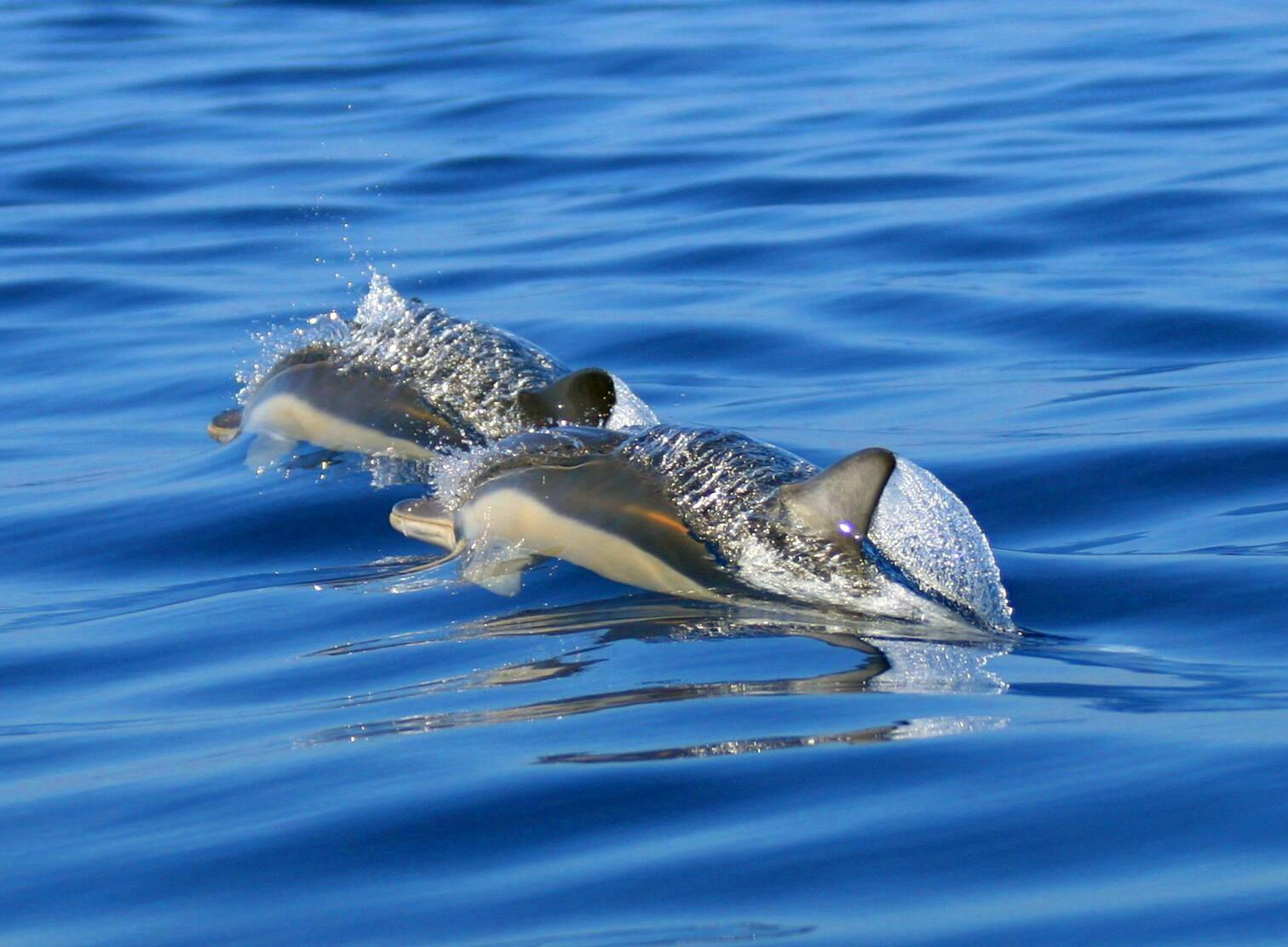 Rencontre avec les dauphins et plongée libre à São Miguel