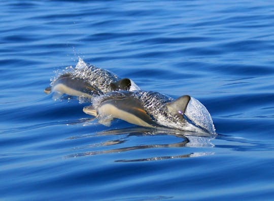 Experiencia de snorkel y delfines en São Miguel