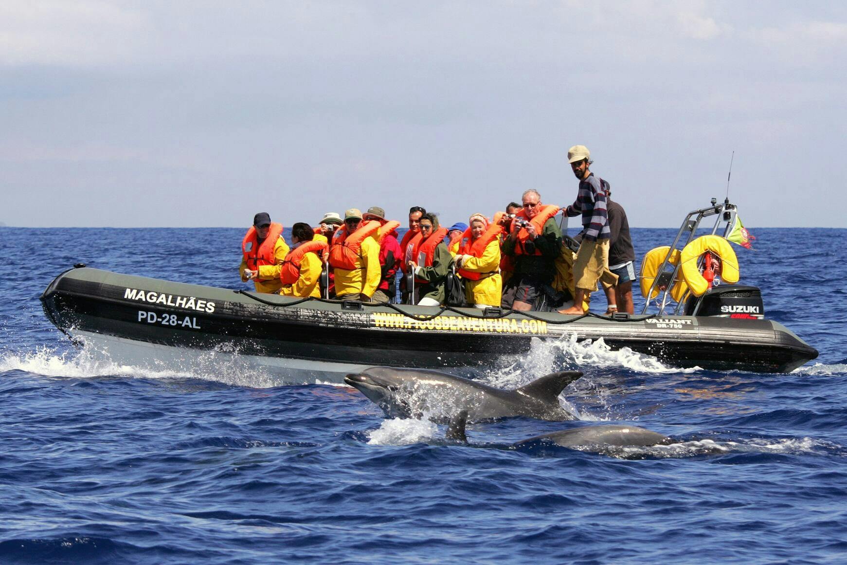 São Miguel Dolphin & Snorkelling Experience