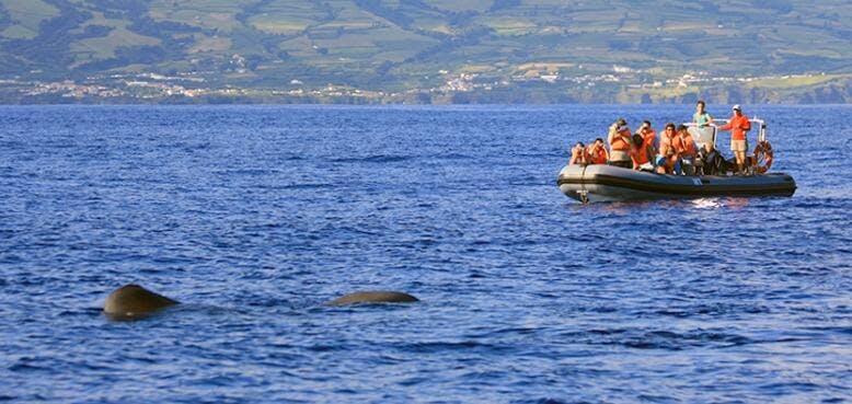 São Miguel Dolphin & Snorkelling Experience