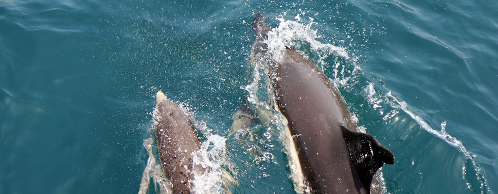 Delfines de Gibraltar en barco y recorrido histórico a pie