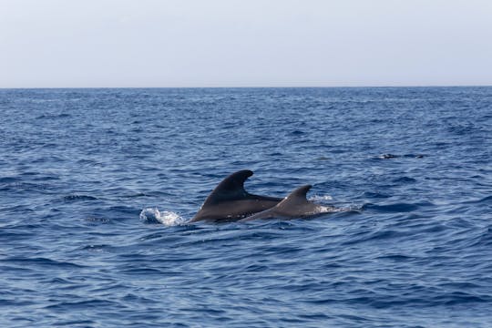 Delfines de Gibraltar, Tour Panorámico y Jardín Botánico