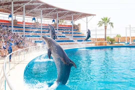 Sealanya Dolphin Show with Transfer