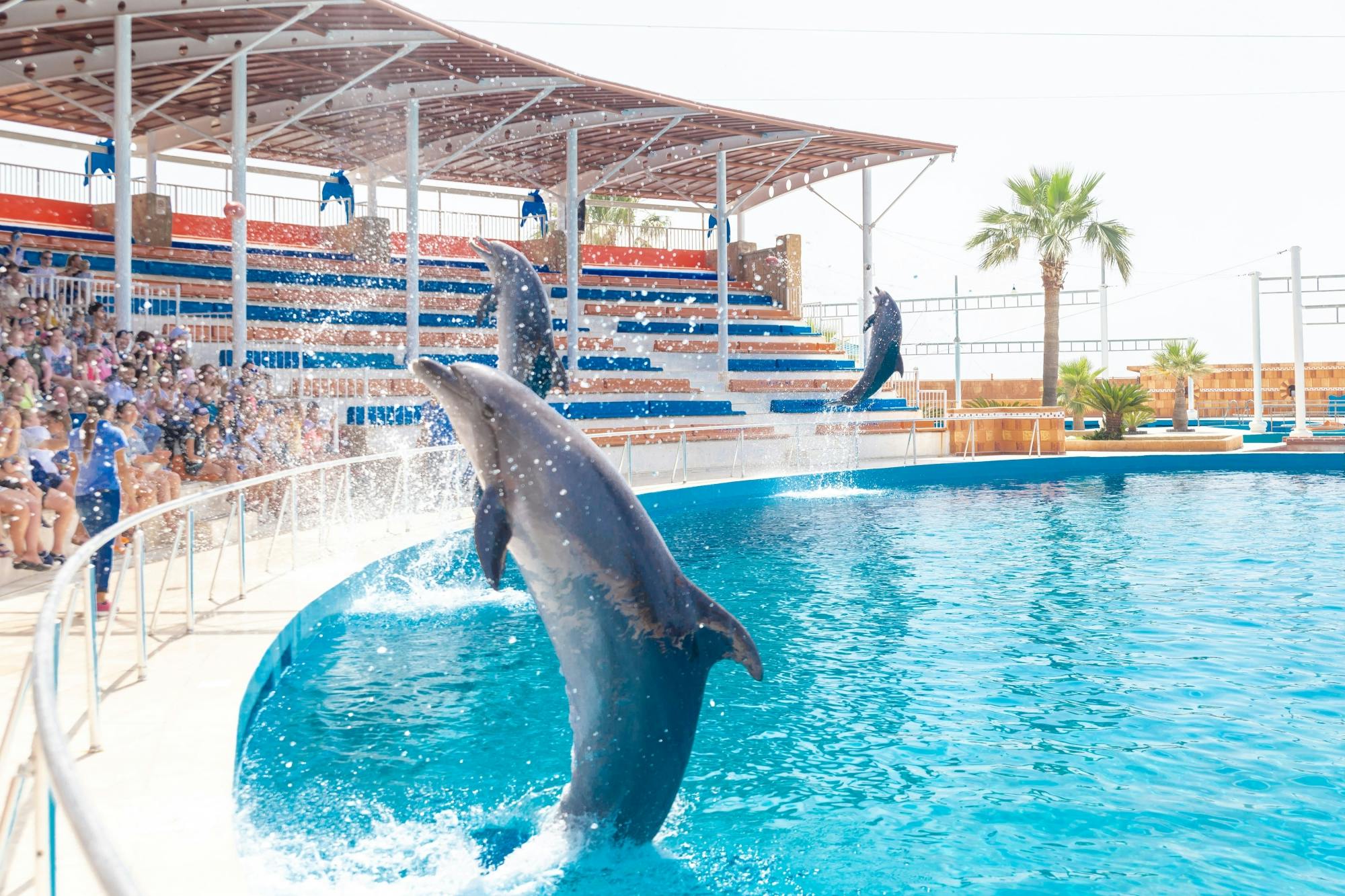 Spectacle des dauphins de Sealanya avec transfert