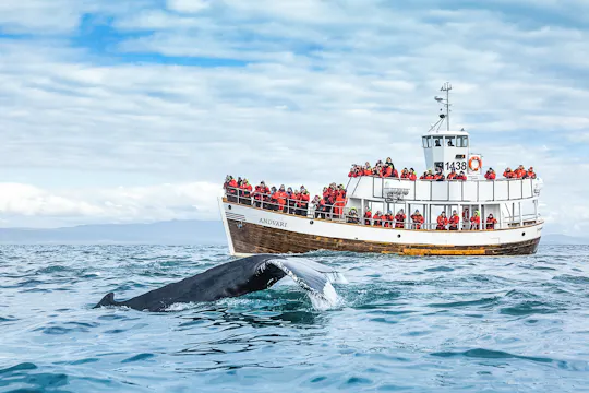 Eco-friendly whale watching (carbon-neutral tour)