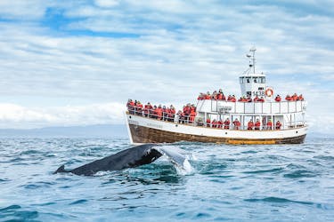 Observação ecológica de baleias (passeio neutro em carbono)