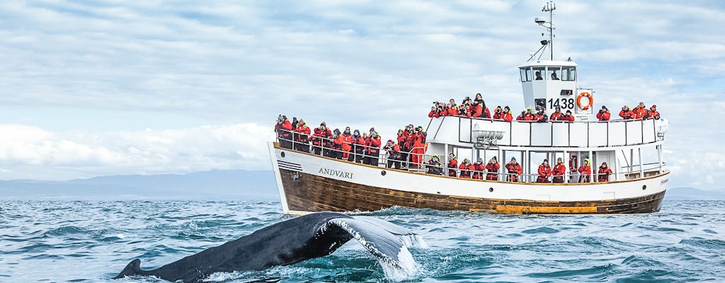 Observation écologique des baleines (visite neutre en carbone)