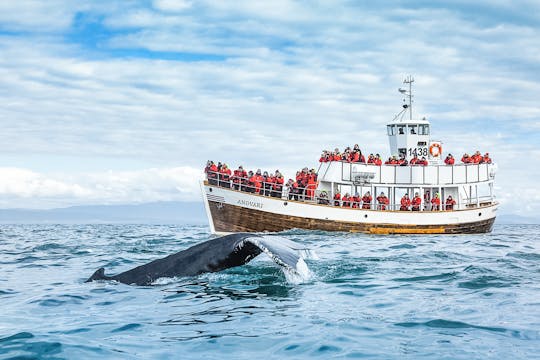 Observação ecológica de baleias (passeio neutro em carbono)