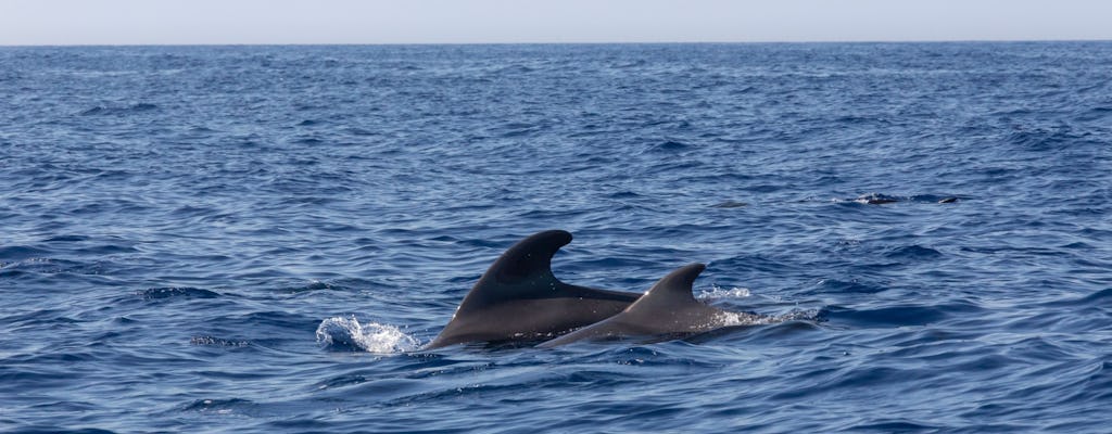 Gibraltar Dolfijnen, Panoramische Tour en Botanische Tuinen