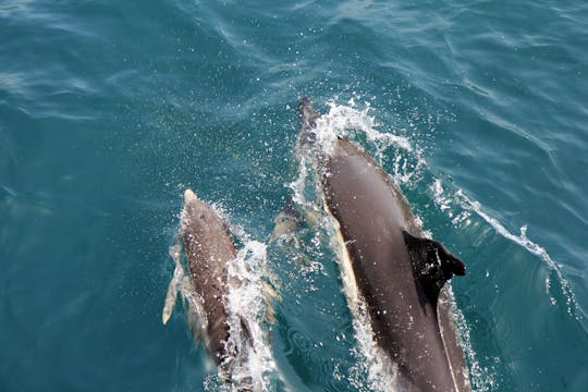 Rejs z obserwowaniem delfinów i historyczna wycieczka piesza po Gibraltarze